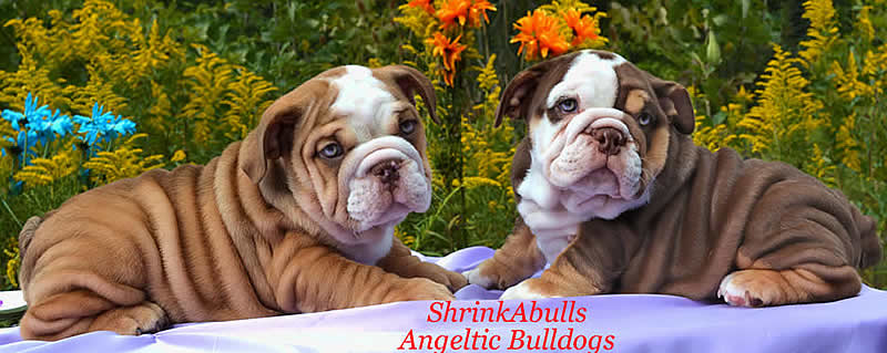 chocolate english bulldog puppies for sale